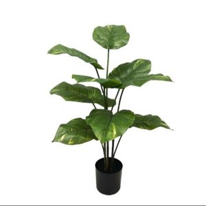 Pothos Plant 75cm