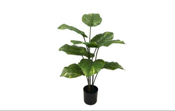 Pothos Plant 75cm