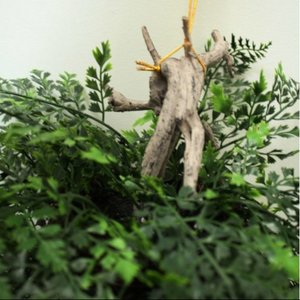 Small Hanging Fern 50cm with Basket