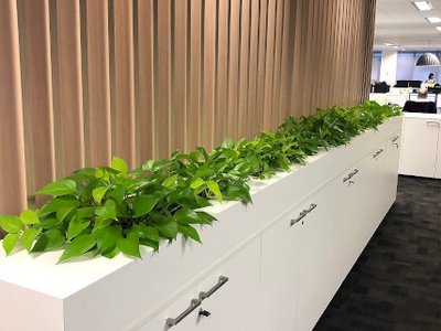 planter boxes for the office