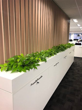 planter boxes for the office